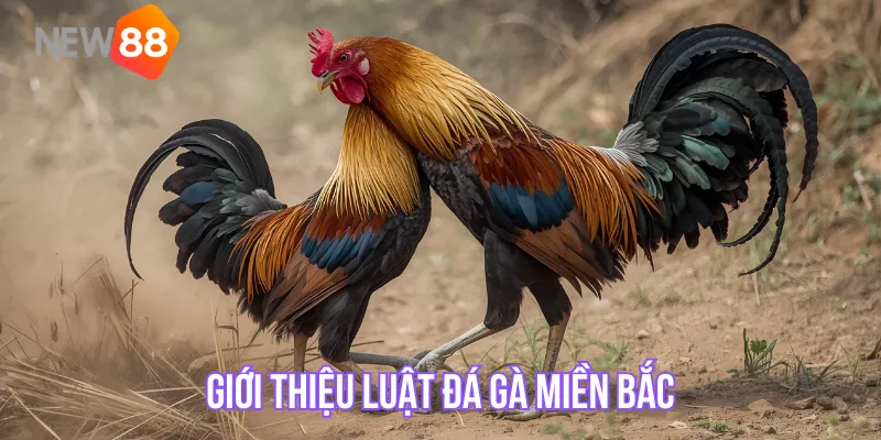 Giới thiệu luật Đá gà miền Bắc
