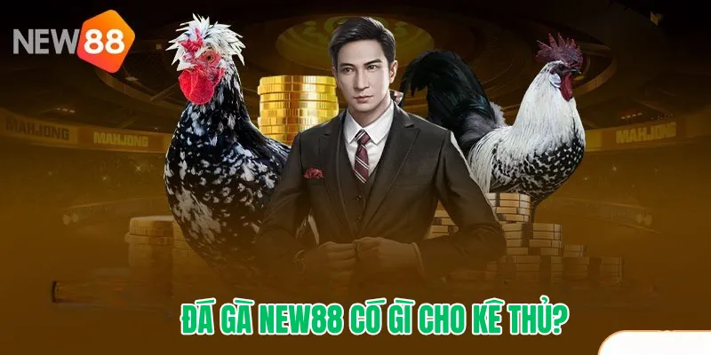 Đá Gà NEW88 có gì cho kê thủ?