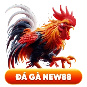 đá gà new88